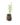 Arbutives_1