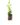 Arbutives_3