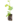 Arbutives_4