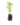 Arbutives_5