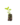 Arbutives_6