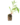 Arbutives_8