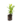 Arbutives_9