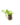 Aromatiques_1