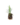 Aromatiques_10