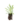 Aromatiques_11