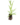 Aromatiques_12