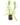 Aromatiques_13