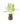 Aromatiques_14