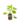 Aromatiques_16