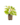 Aromatiques_17