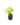 Aromatiques_18