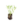 Aromatiques_2