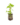 Aromatiques_23