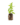 Aromatiques_24