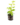 Aromatiques_25