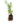 Aromatiques_28
