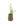 Aromatiques_30