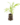 Aromatiques_35