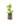 Aromatiques_4