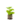 Aromatiques_5