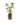 Aromatiques_6