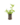 Aromatiques_7
