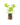 Aromatiques_9