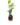Enfiladisses_1