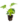 Enfiladisses_6