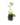 Entrapissants_1