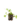 Entrapissants_3
