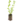 Entrapissants_6