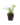 Entrapissants_7