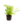 Falguera_1