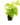 Falguera_10