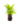 Falguera_11