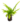 Falguera_12