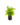 Falguera_15