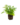 Falguera_3