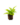 Falguera_5