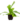 Falguera_6