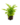 Falguera_7