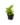 Falguera_8