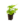 Falguera_9