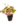 Ornamentals_1