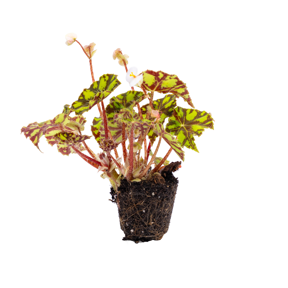 Ornamentals