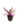 Ornamentals_2