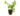 Ornamentals_6