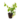 Ornamentals_6